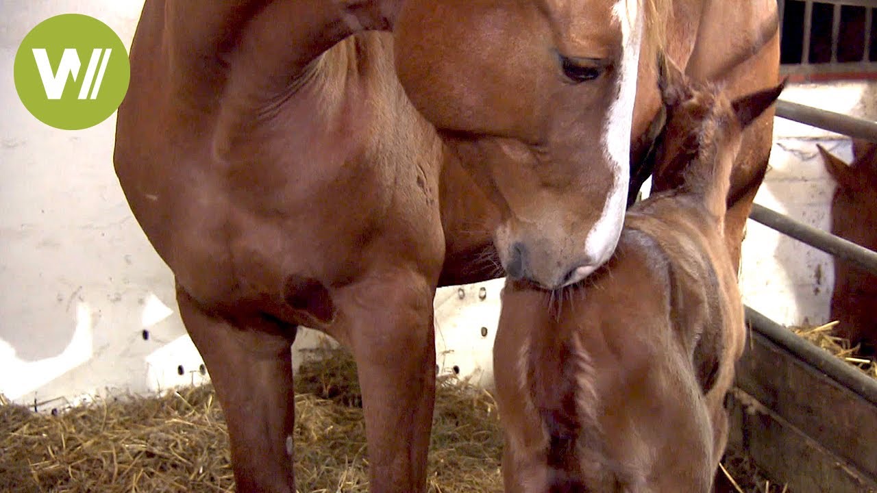 Große Aufregung im Stall: Stute Lilly bekommt Nachwuchs!