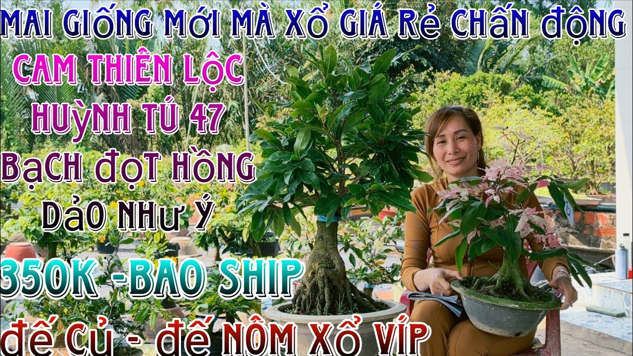 05/3/2026☎️0395531739(chắc nguyễn)🔥xổ rẻ dọn vườn 29 mã số hàng bonsai già mùa đế víp lấy siêu bo
