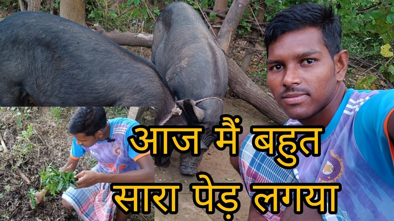 आज मैं बहुत सारा पेड़ लगया | 🌲@ plantvlogs @treeplantvlogs
