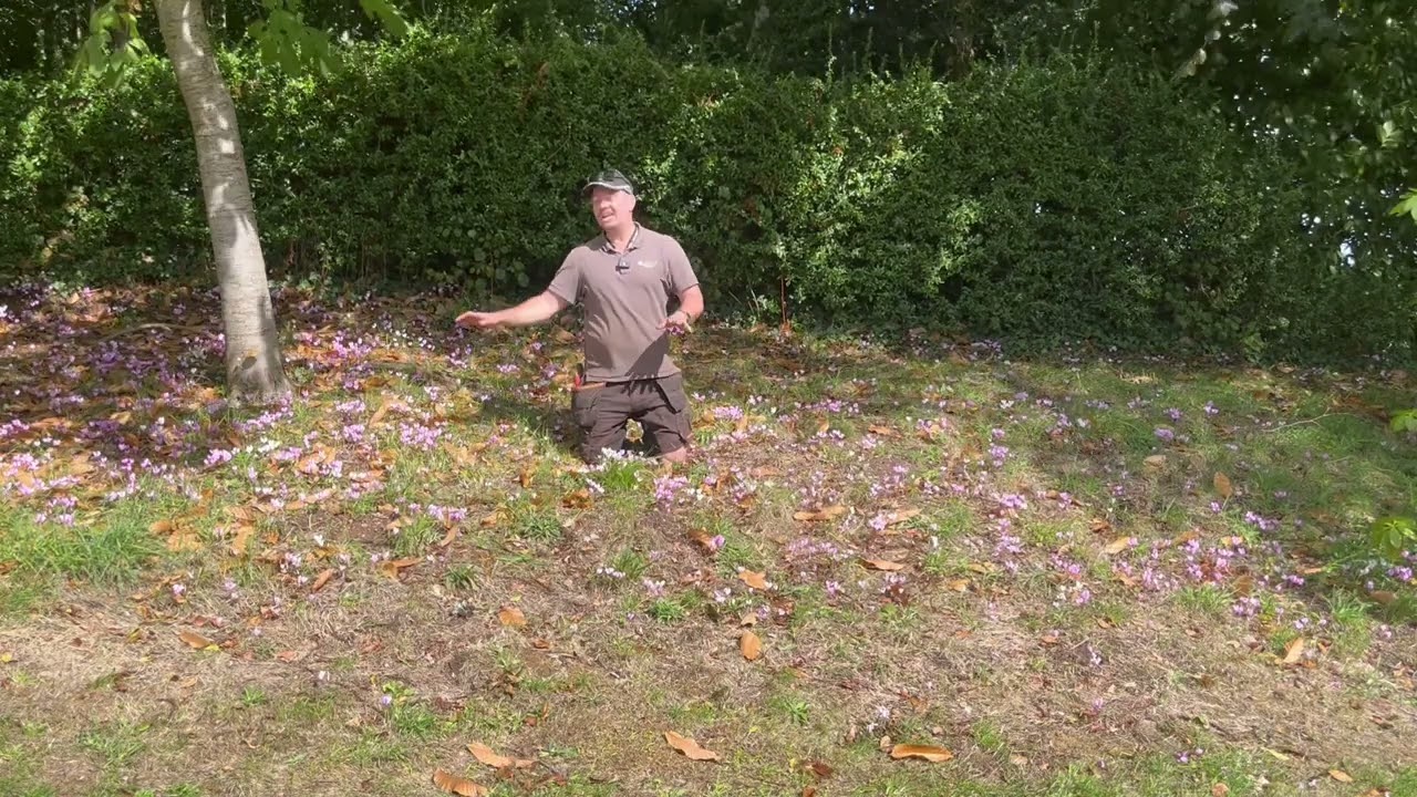 Hardy Cyclamen!