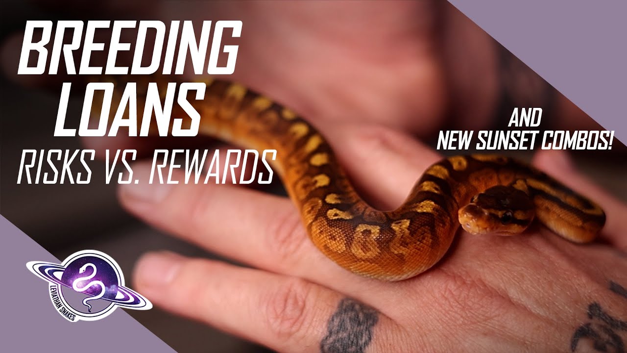 Reptile Breeder Loan Risks & Rewards | #ballpython #snake #ballpythons