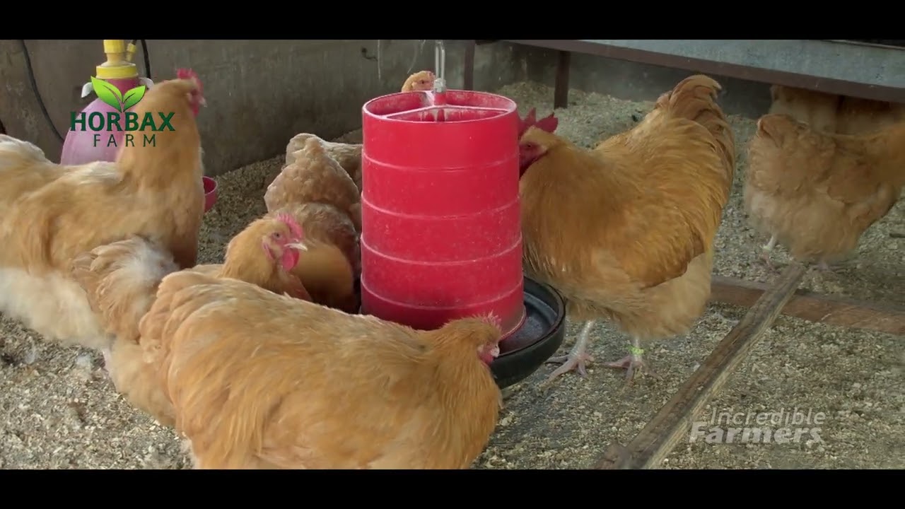 Buff Orpington