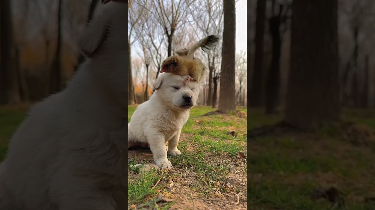 Puppy 's friend .  A beautiful moment #1412 - #shorts