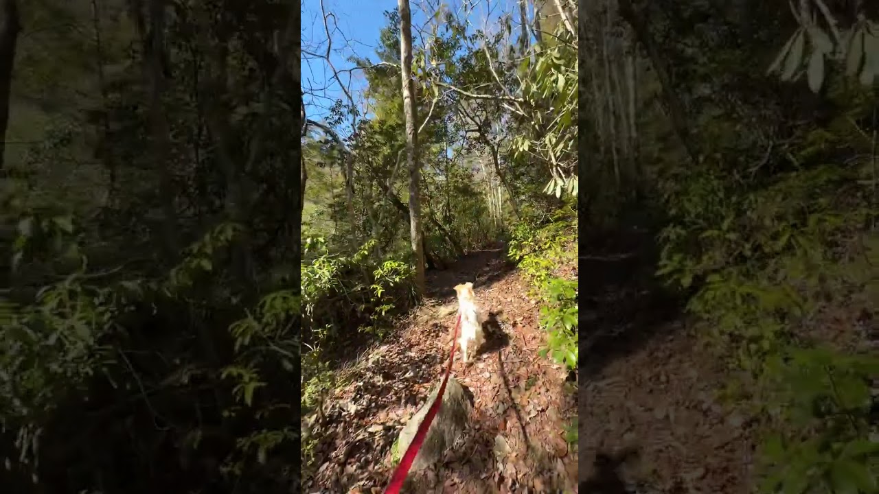 Sheltowee Trace Trail POV with Margo 