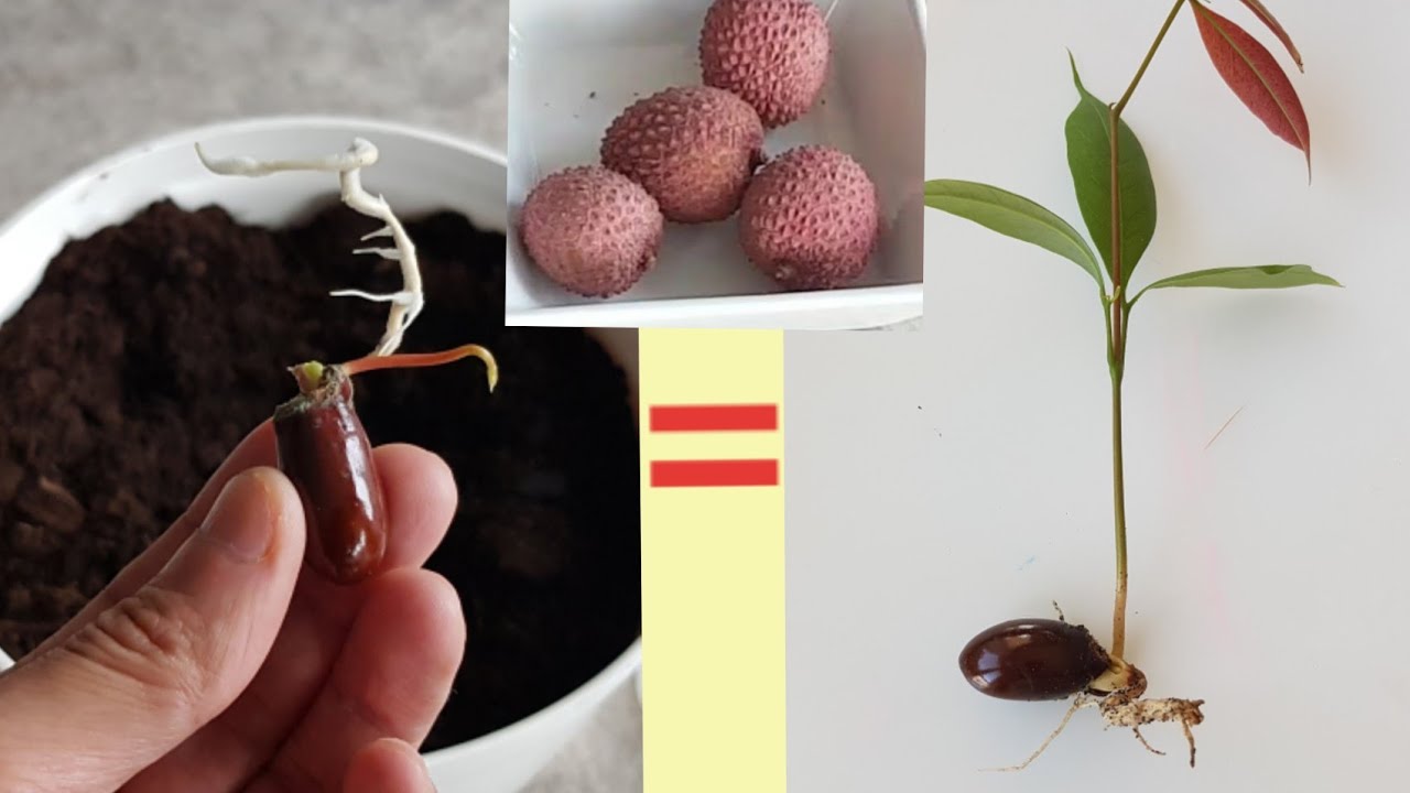 Faire pousser le Litchi en pot 2020