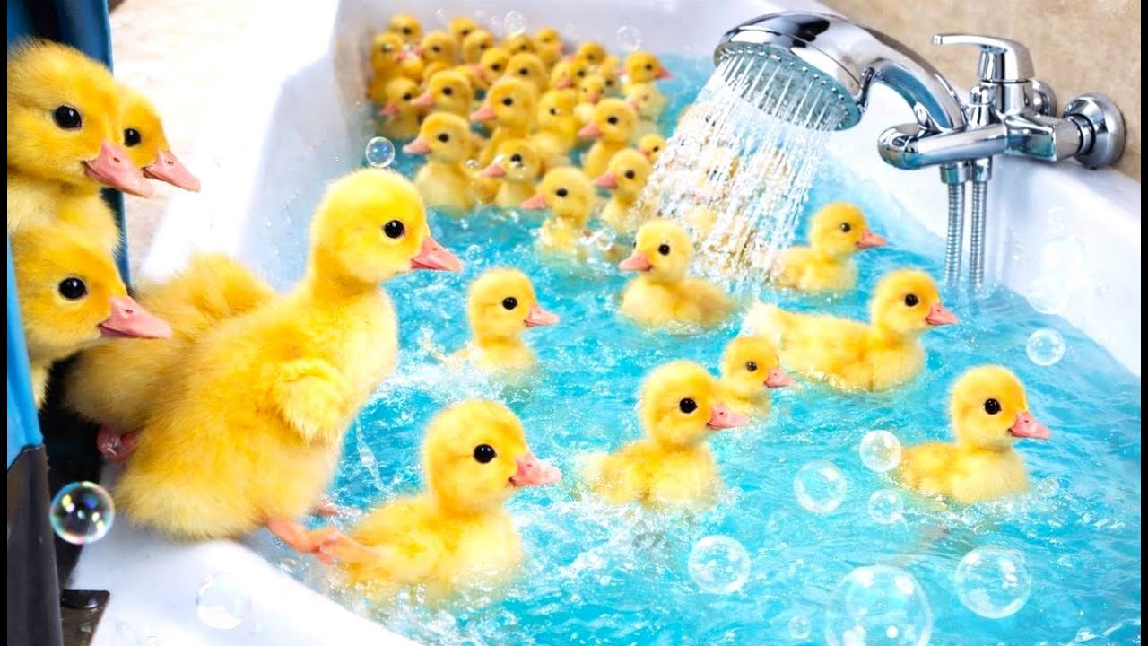 🐥 1000 ducklings were so dirty that I decided to give them a bath in my bathtub