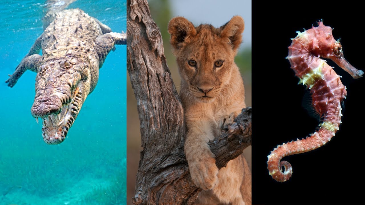 Animales ovíparos, vivíparos y ovovivíparos (Explicación y EJEMPLOS)🐊🦁🦈