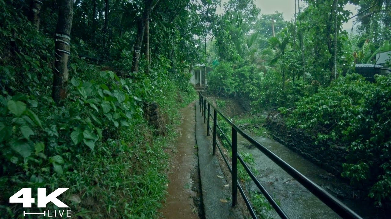 Find Peace: ASMR Relaxing Rain Walk Through a Beautiful Oasis | Relaxing Rain Sounds - No Ads