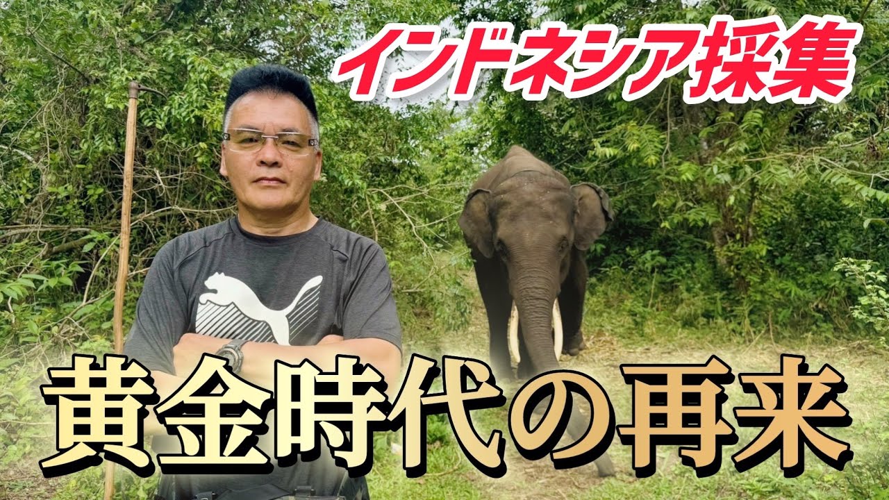 【超貴重映像】Mr.T-TOPから100%ラベルのワイルドアチェが入りました