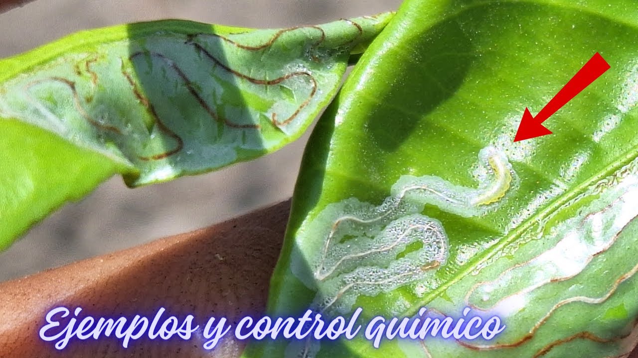 ¿Como controlar Minador de brotes? Phyllocnistis citrella. Control Químico, Biológico. Ciclo
