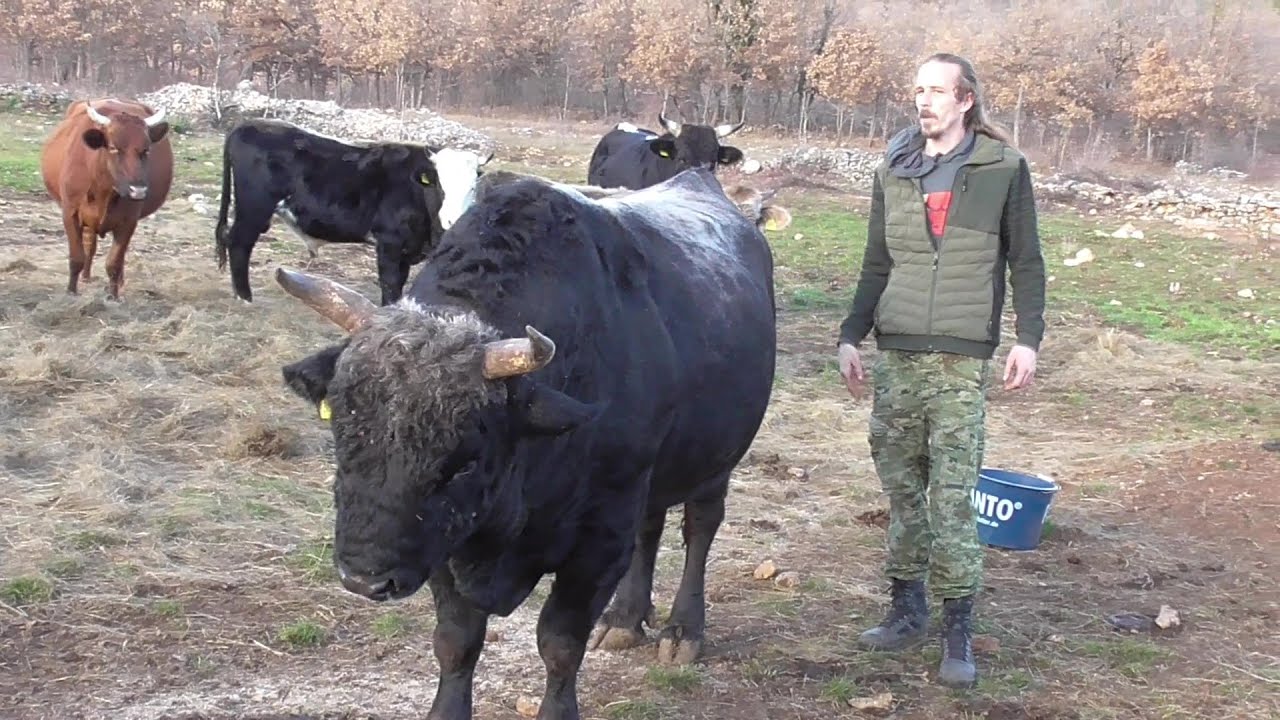 Zec od Ante Baće Madunića 2023