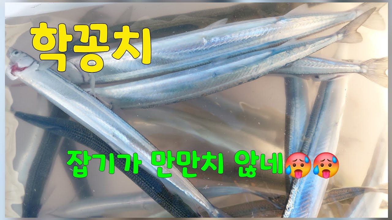 학꽁치 잡기가 만만치 않네요 ^^