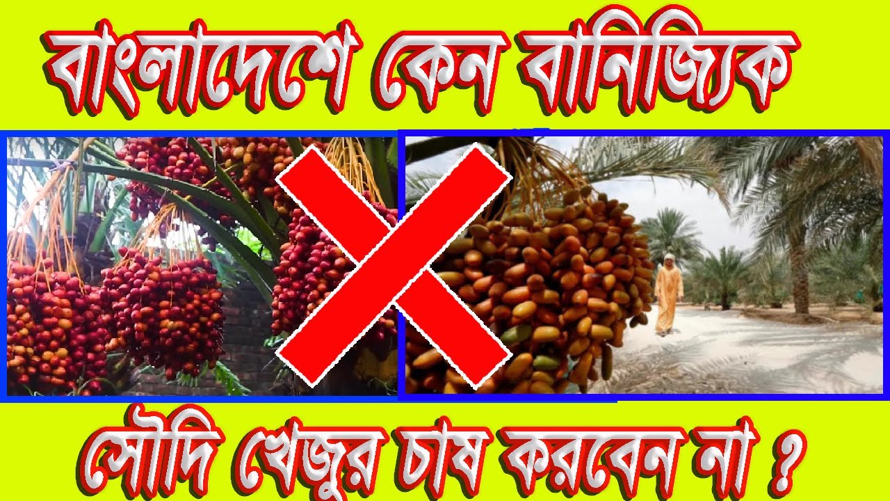 বাংলাদেশে কেন বানিজ্যিক সৌদি খেজুর চাষ করবেন না ?