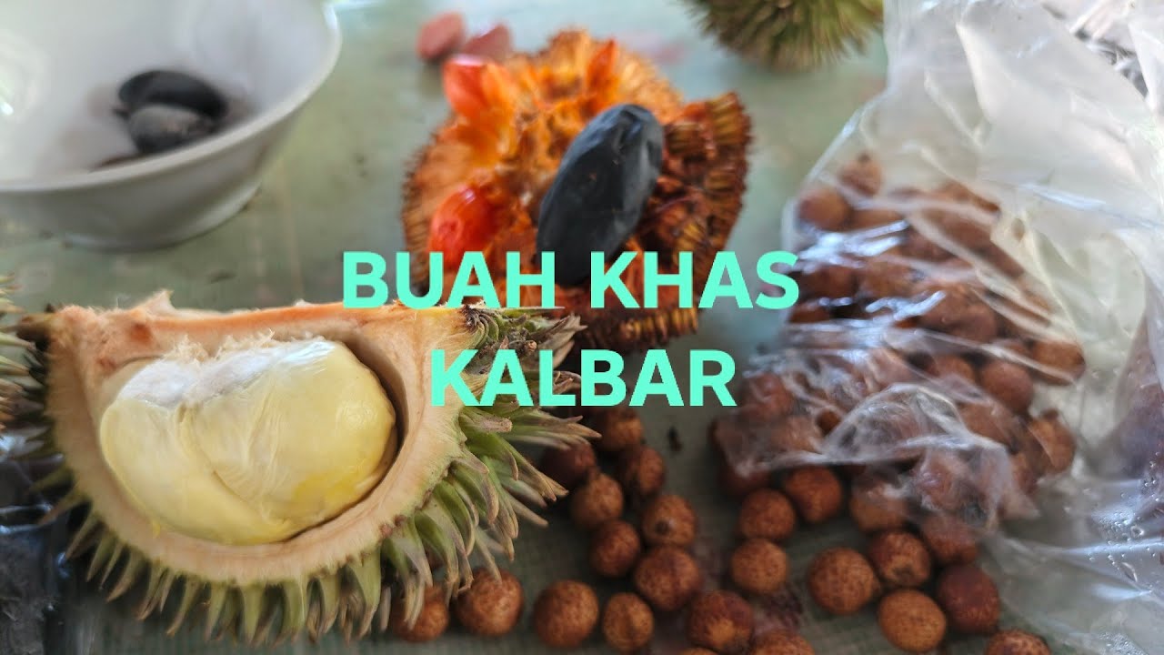 Nyobain tanaman buah endemik kalimantan Barat