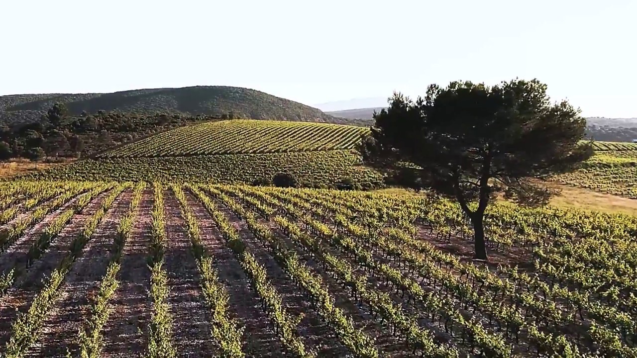 Teaser Vignoble icoDrone 2017