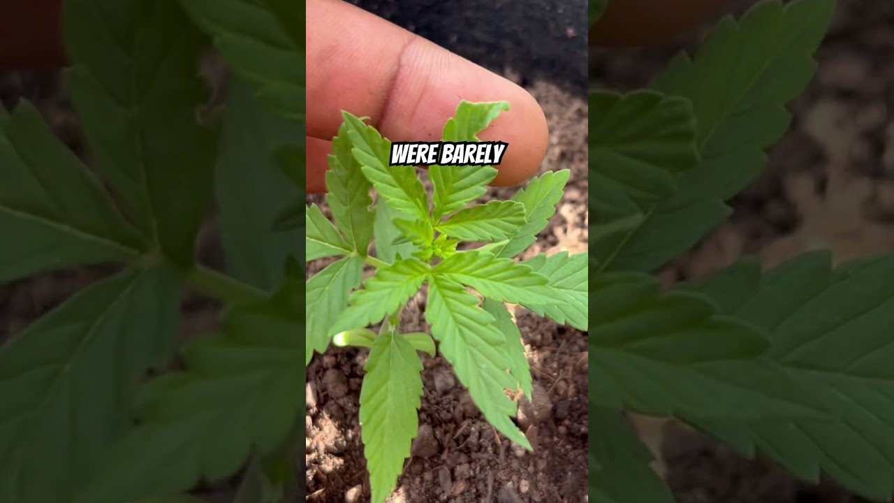 Rooftop Growlab Update Part 1