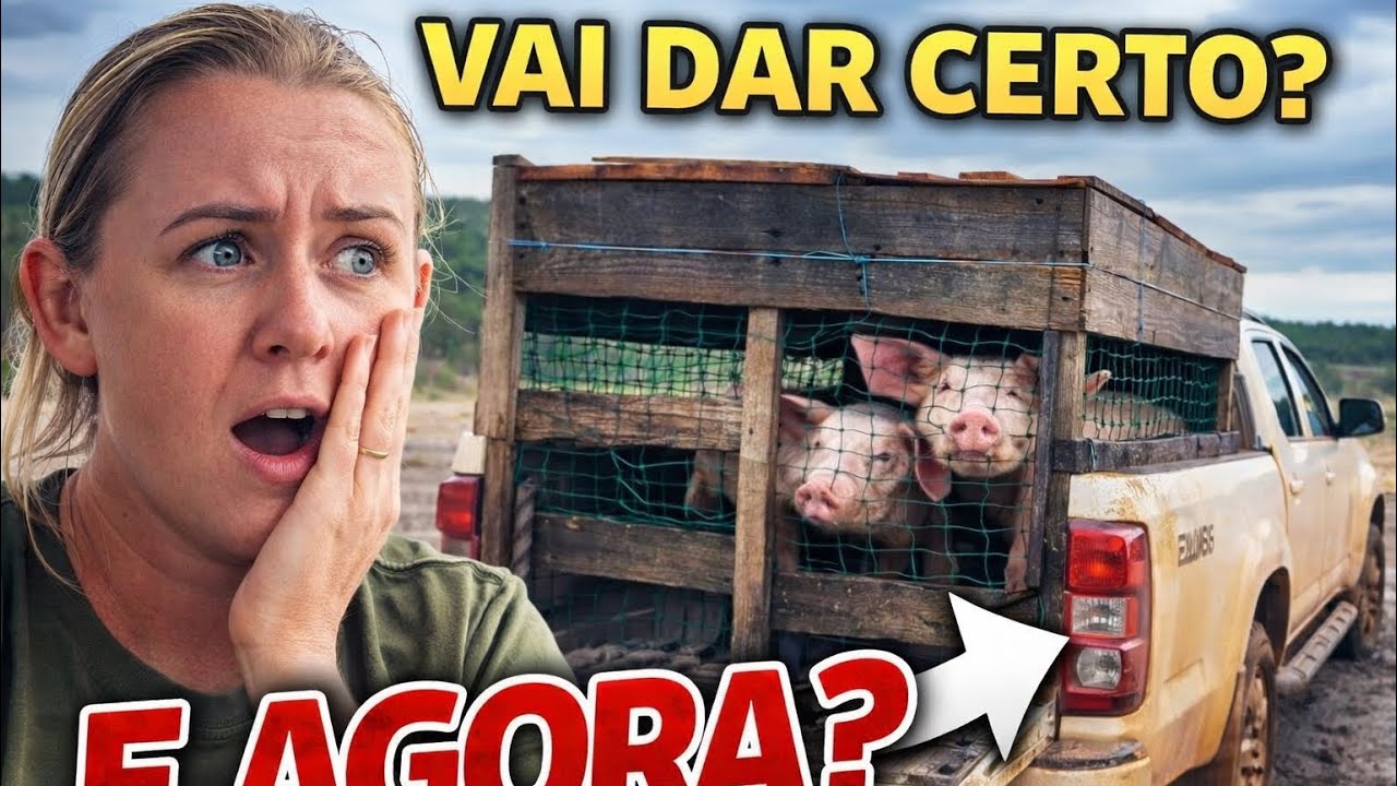 Uma ideia maluca: transportar porcos numa gaiola improvisada… vai dar certo?