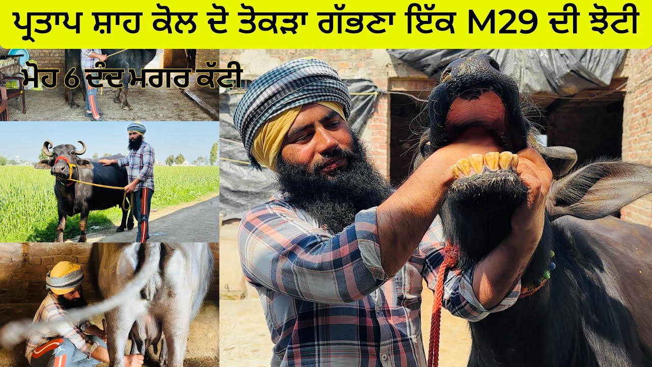 01/03/2026ਪ੍ਰਤਾਪ ਸ਼ਾਹ ਲੈ ਗਿਆ 3 ਪਸ਼ੂ ਵਿਕਾਊ ਪਿੰਡ ਝਾਮਕਾ ਜ਼ਿਲ੍ਹ ਤਰਨ ਤਾਰਨ 6284741127 7087901127