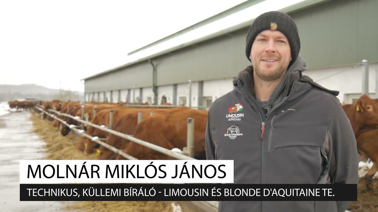 MEGKEZDŐDTEK A TELJESÍTMÉNYVIZSGÁLATOK / Limousin és Blonde d'Aquitaine
