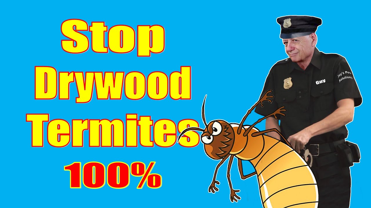 How to Prevent Drywood Termites 100% Guaranteed.
