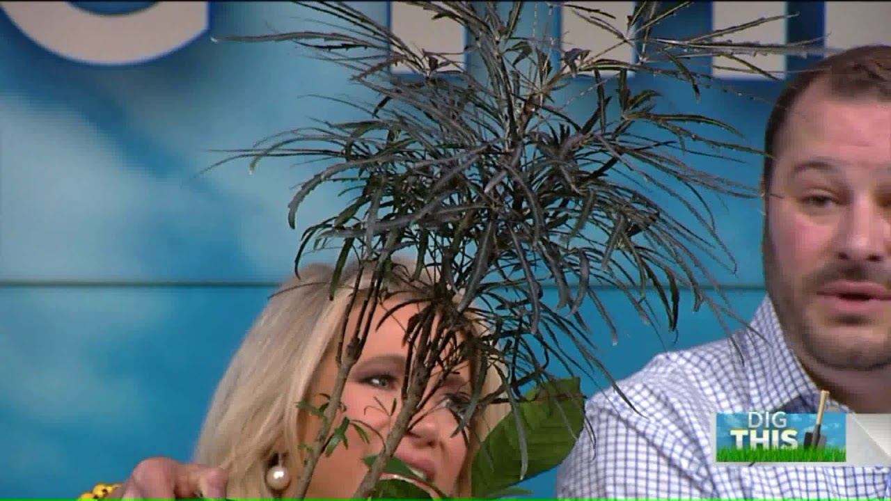 Freshen up your home decor - AJ Petitti has some colorful ideas