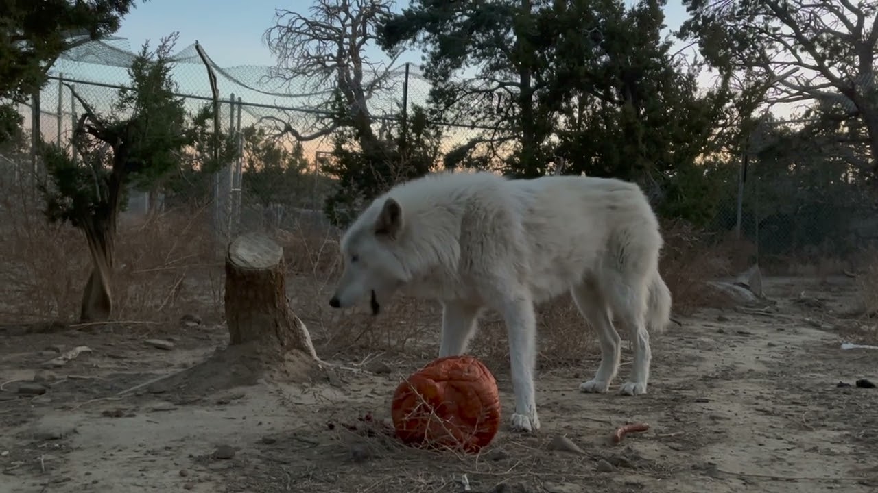 2024 Pumpkin Toss Recap