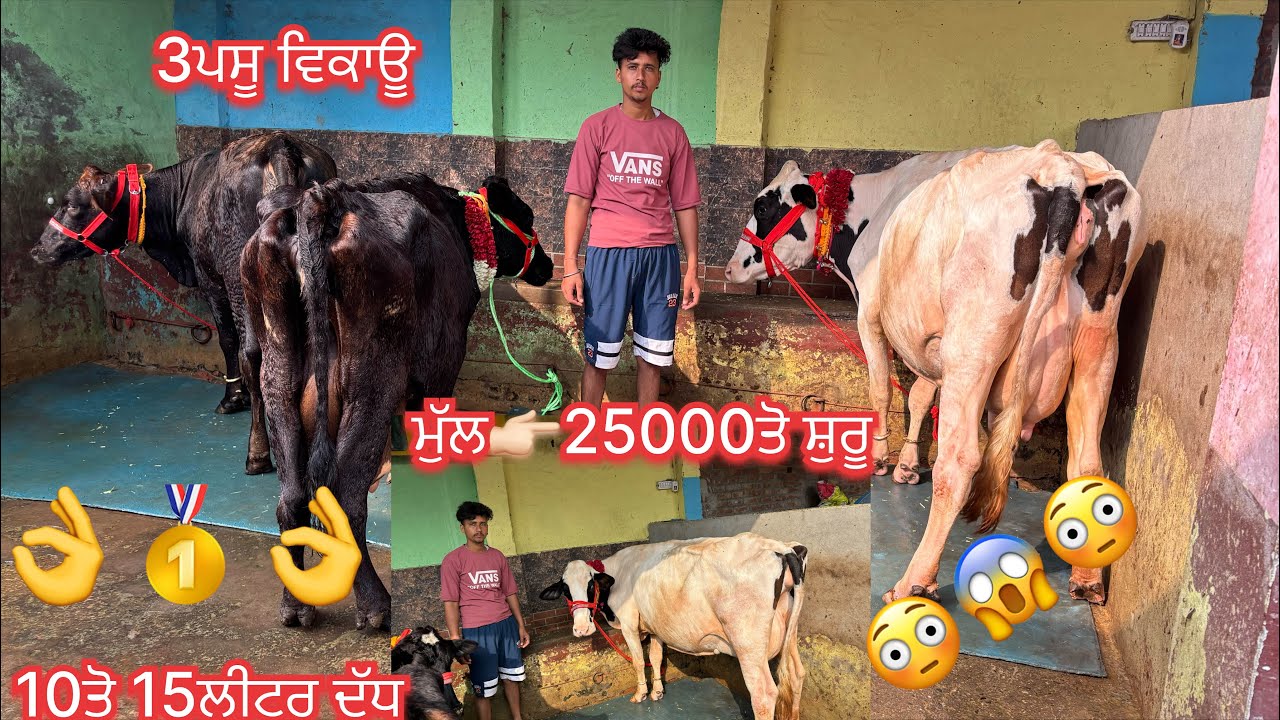 March 10, 2026 📞 +91 84274 18615☎️ #hfcow #jarsicow  #sale #viralvideo #share #amritsar
