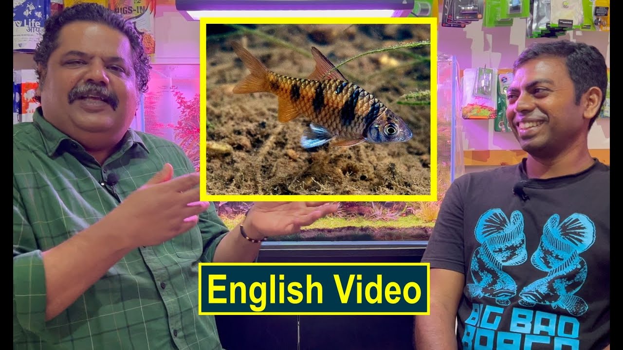 How to  - INDIAN NATIVE FISH | Mayur Dev Aquascaper | Indian Fish Room | Biotope Aquarium Setup 4K