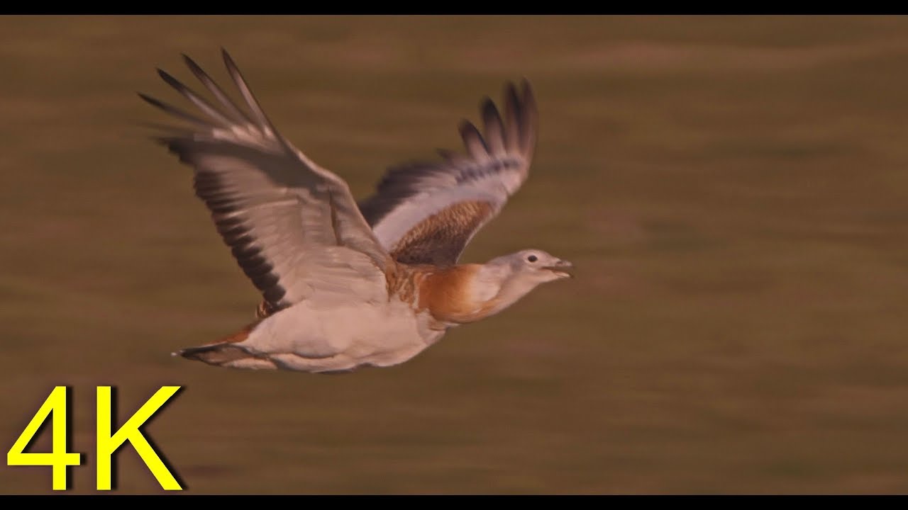 Reloaded!! Great Bustard - Germany`s rare and World`s havierst flying Bird