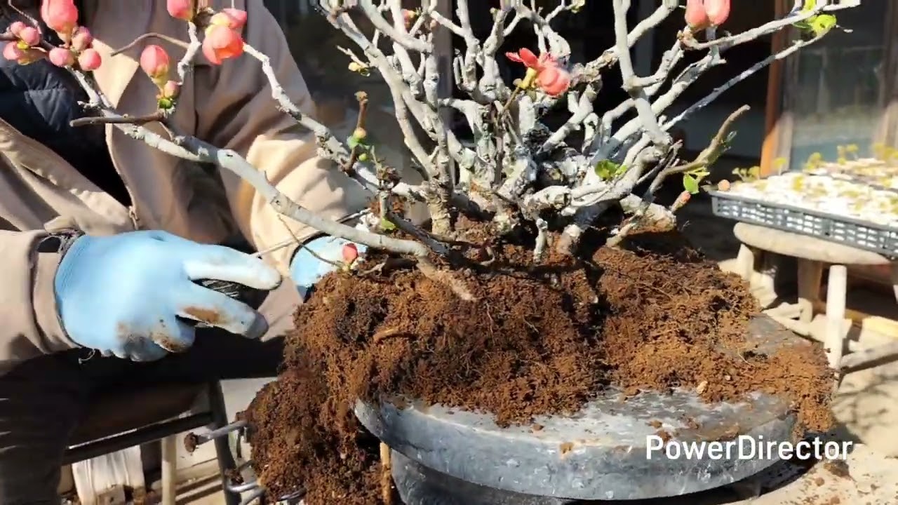 寒木瓜　盆栽の植替え