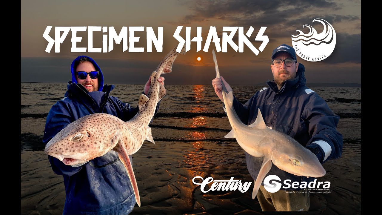 Monster Smoothound | Specimen Shark Hunt | Morecambe | 4K
