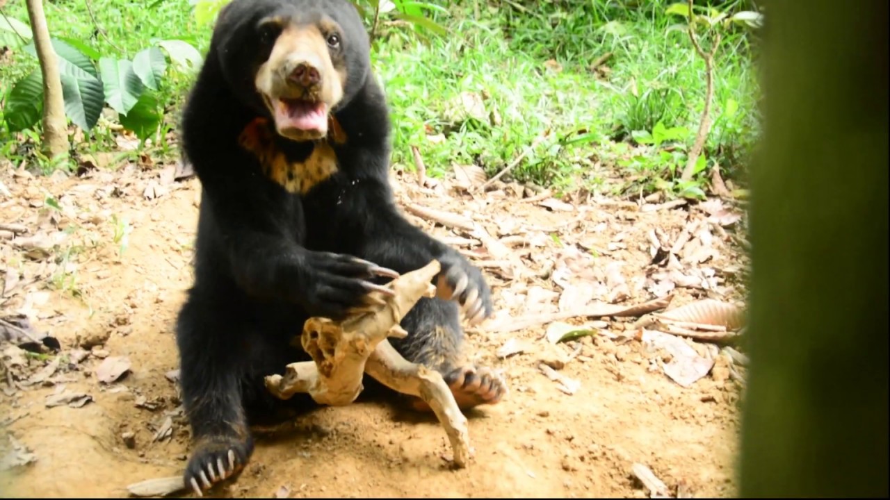 Sun Bear Diet | Sun Bears Exploring Dead Wood In The Forest | BSBCC