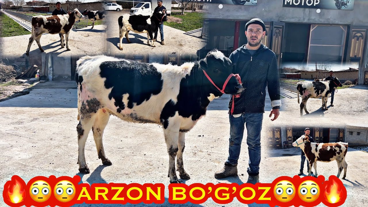 🔥ARZON VA SIFATLI BO’G’OZ 😳😳👍👍 SHOSHILAMIZ. 99 365 56 19 TOSHKENT 
