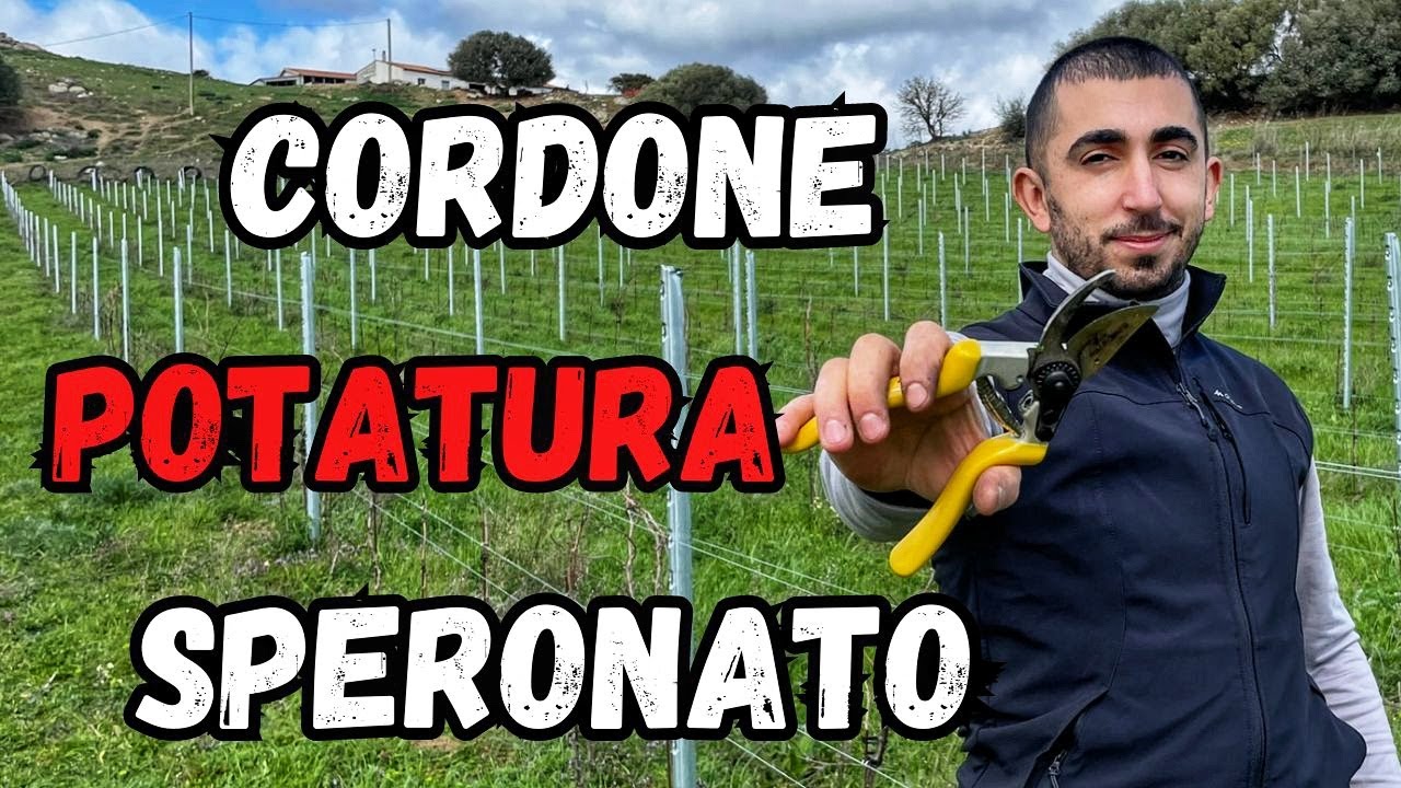 POTARE LA VITE? (6 + 1) esempi