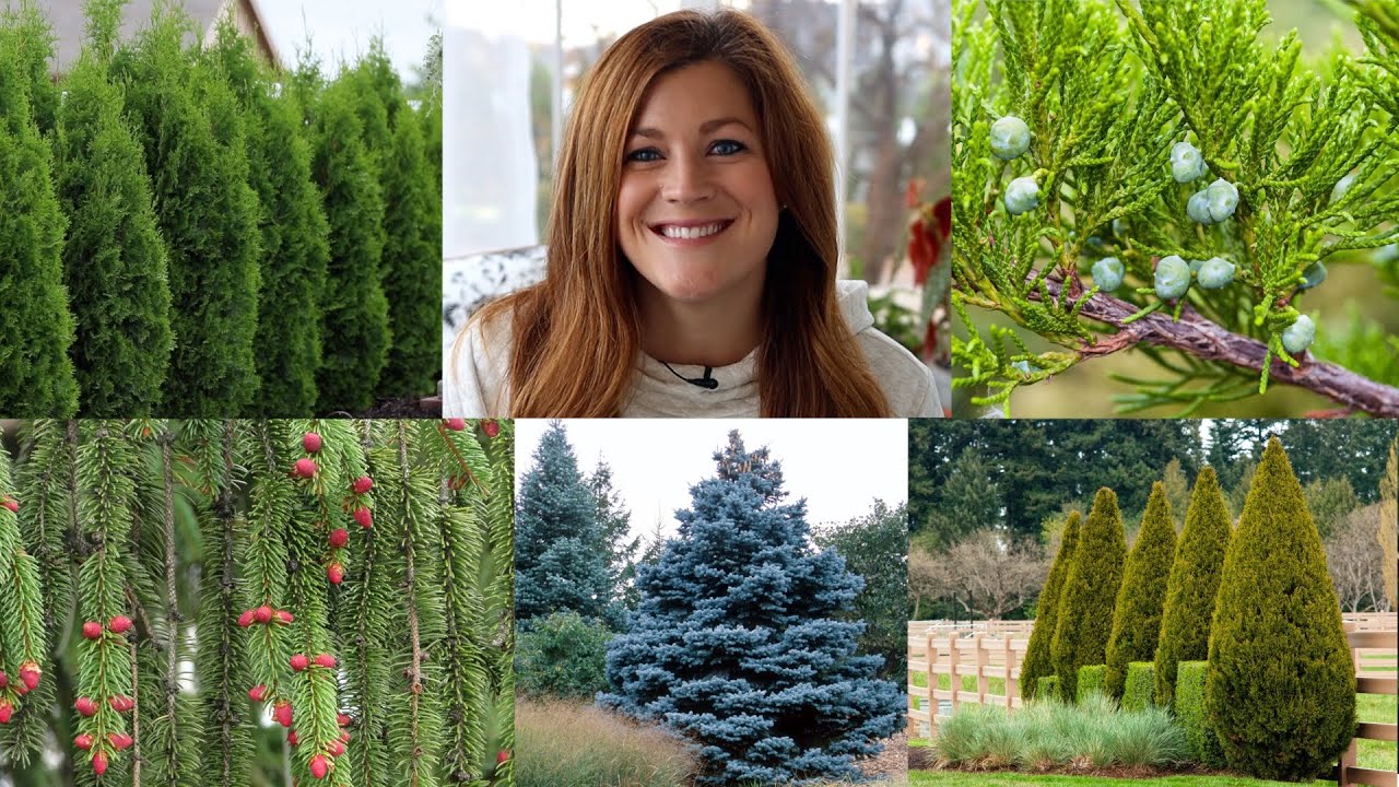 10 вечнозелёных растений, которые должны быть в каждом саду! 🌲🌲🌲 // Garden Answer