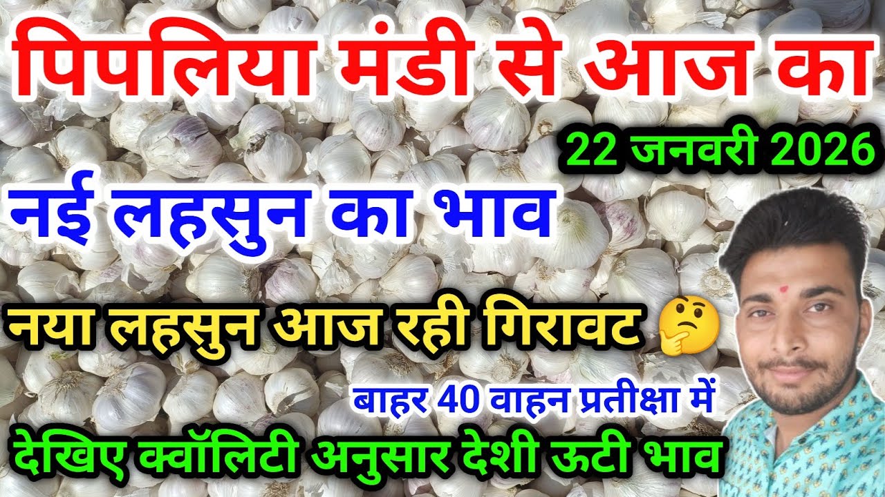 नई ऊटी लहसुन का भाव आज का पिपलिया मंडी New Garlic Price Today Pipliya Mandi January 22, 2026
