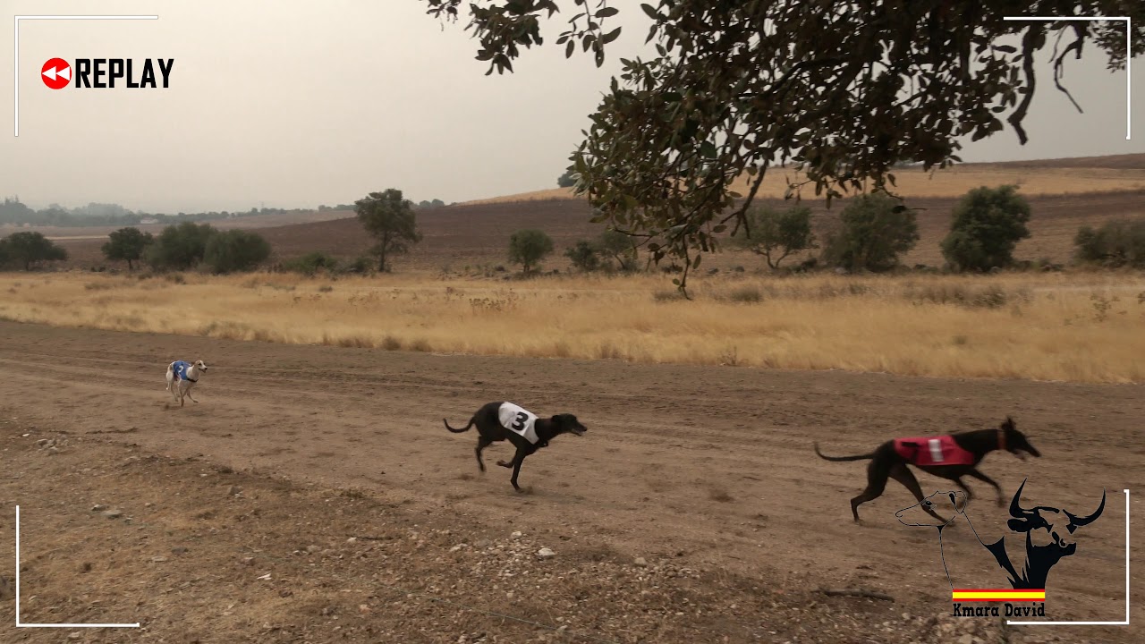 Galgos recta Esparragalejo, cruzados