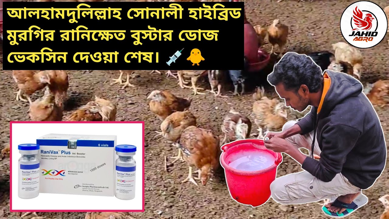 আলহামদুলিল্লাহ ২৯ দিন বয়সে সোনালি মুরগিগুলোকে Ranivax Plus Booster ভেকসিন দিয়ে দিলাম || Jahid Agro 🐥