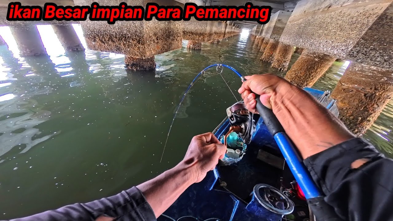ini Baru Asli ikan Besar, Semua Pemancing Pasti Mengidamkan ikan Besar Yg Satu ini