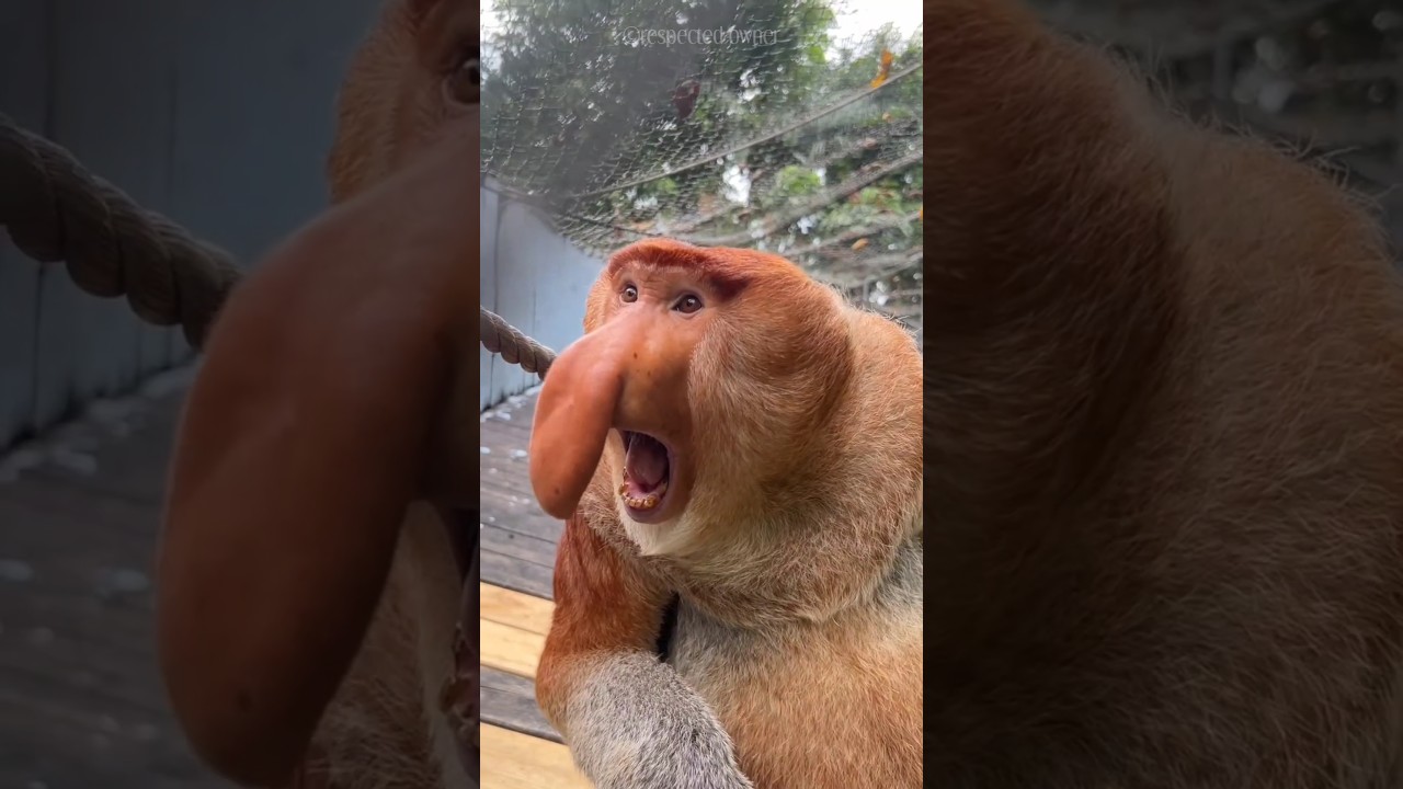 Meet the Proboscis Monkey 🐒