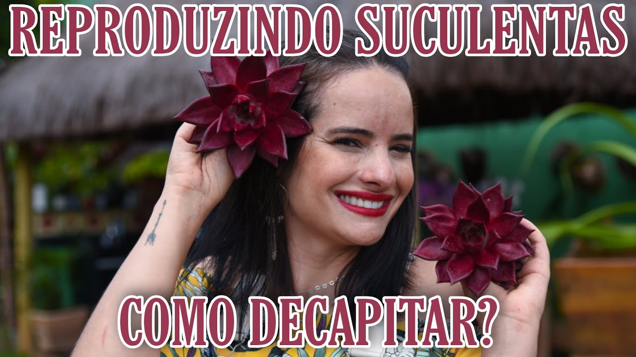 Quando DECAPITAR minha SUCULENTA?  REVELANDO TODOS OS SEGREDOS