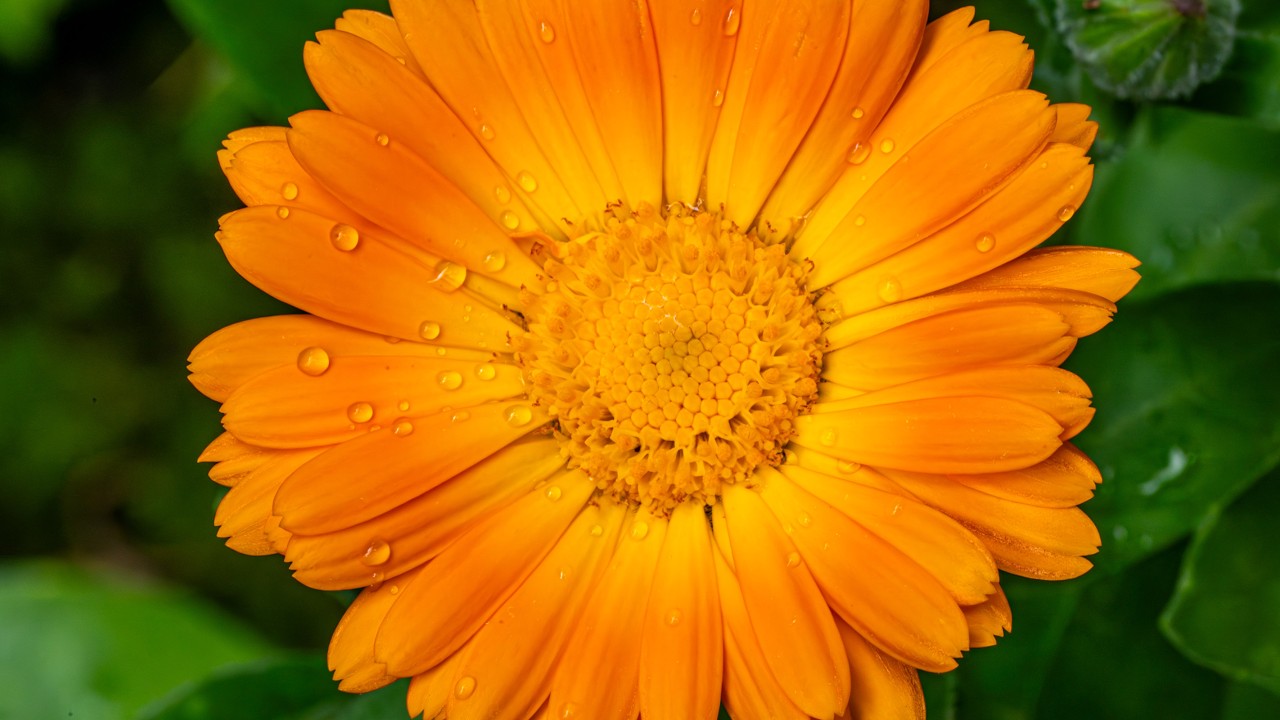 4K Relaxing Floral Ambience: Vibrant Macro Flowers & Calming Music | WSLumicolor Art