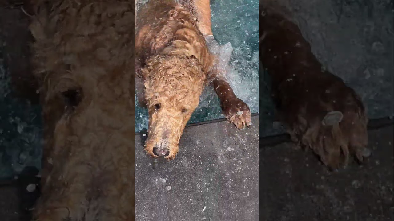 Curry the mini golden doodle tries swimming!! 🌊🐶 #goldendoodle #pets #funny #swimming