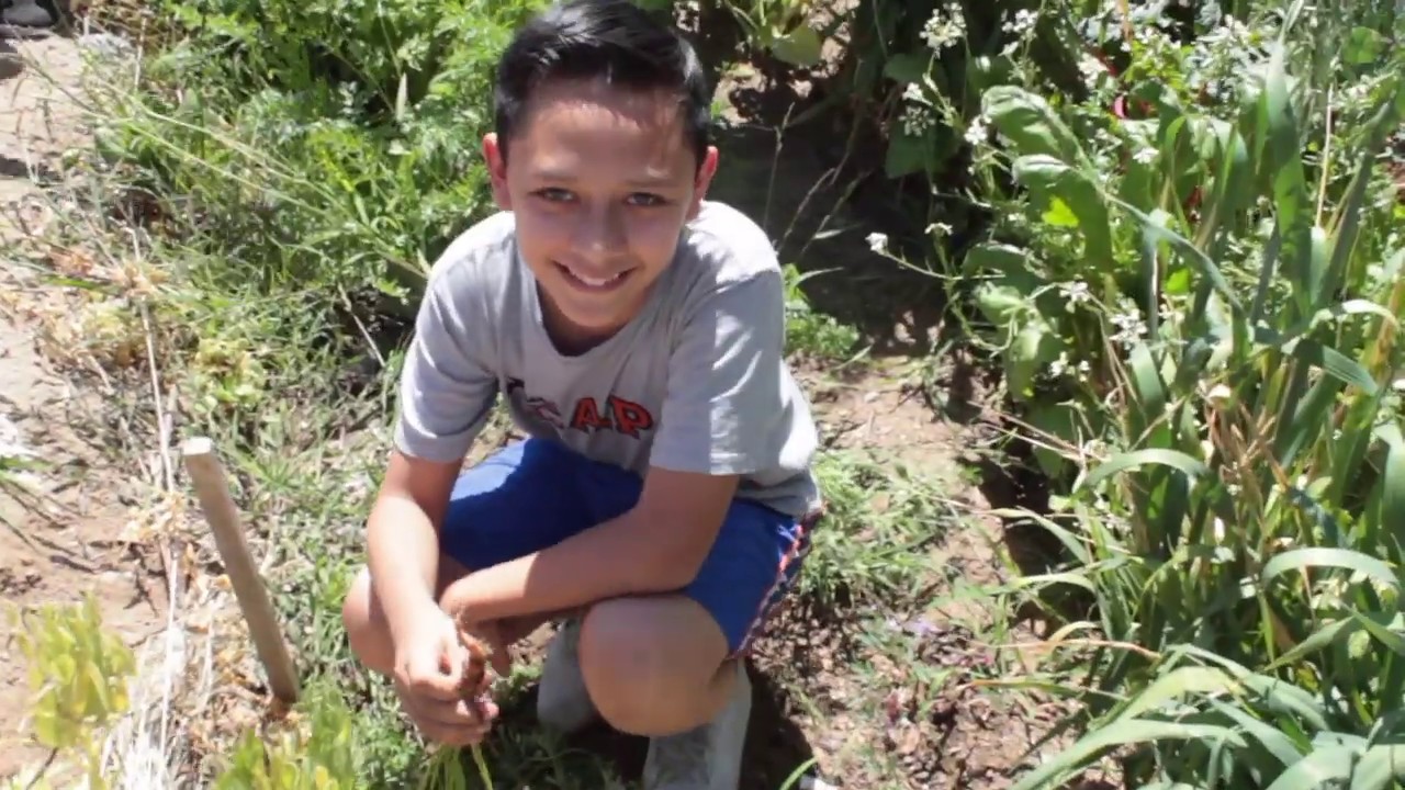 Huerto Escolar - Colegio Americano del Pacífico - junio 2019