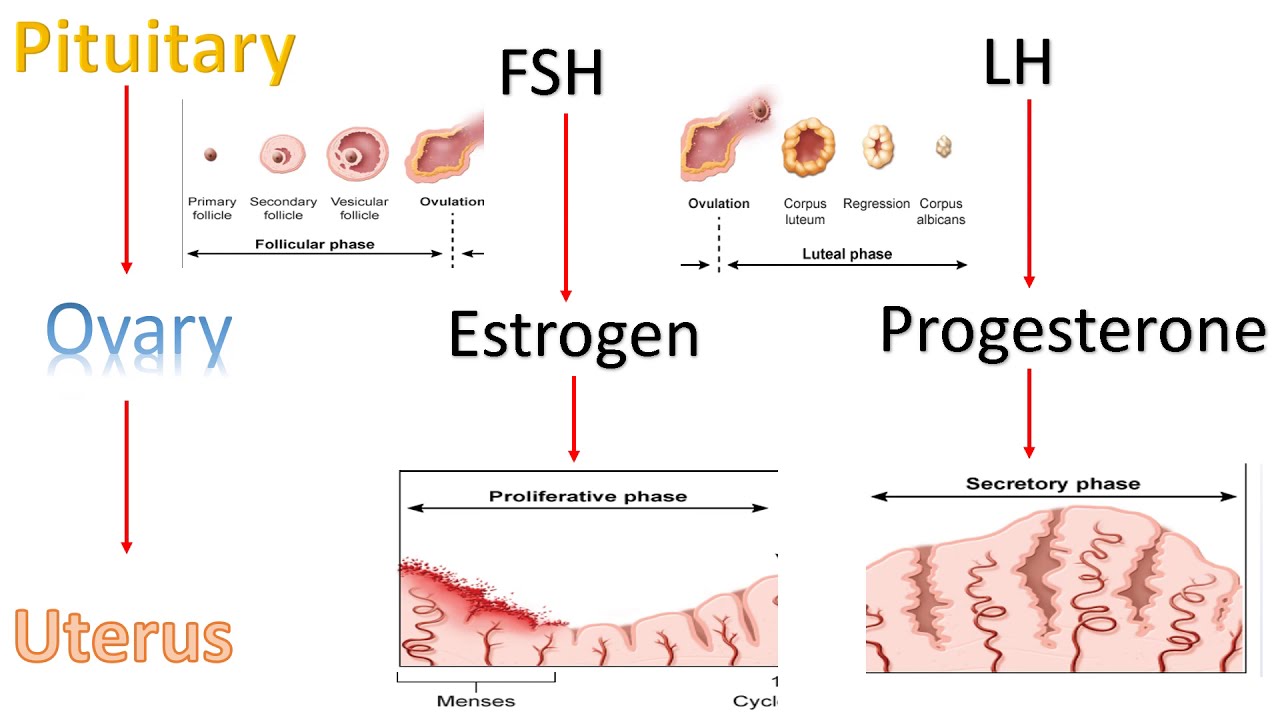 The Menstrual Cycle, with USMLE questions!
