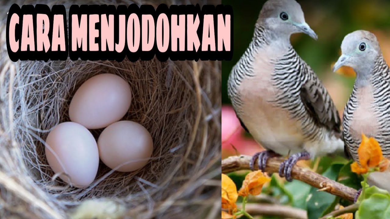 CARA MUDAH MENJODOHKAN BURUNG PERKUTUT BANGKOK