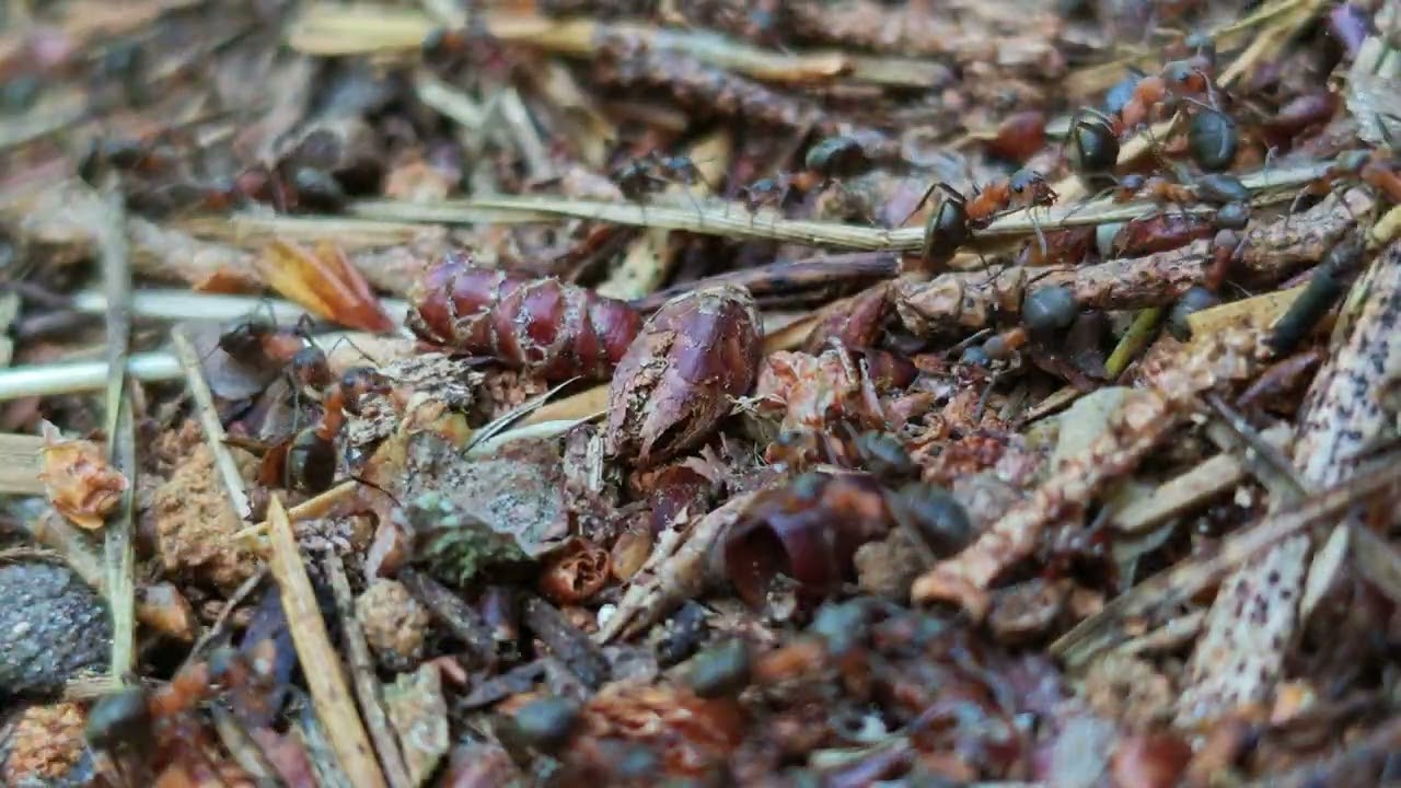 Ants life in the forest #calmvideo #sounds 