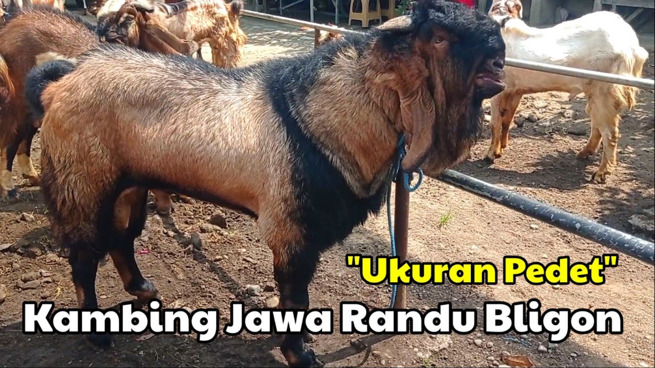 UKURAN PEDET, HARGA KAMBING JAWA RANDU JANTAN POSTUR JUMBO