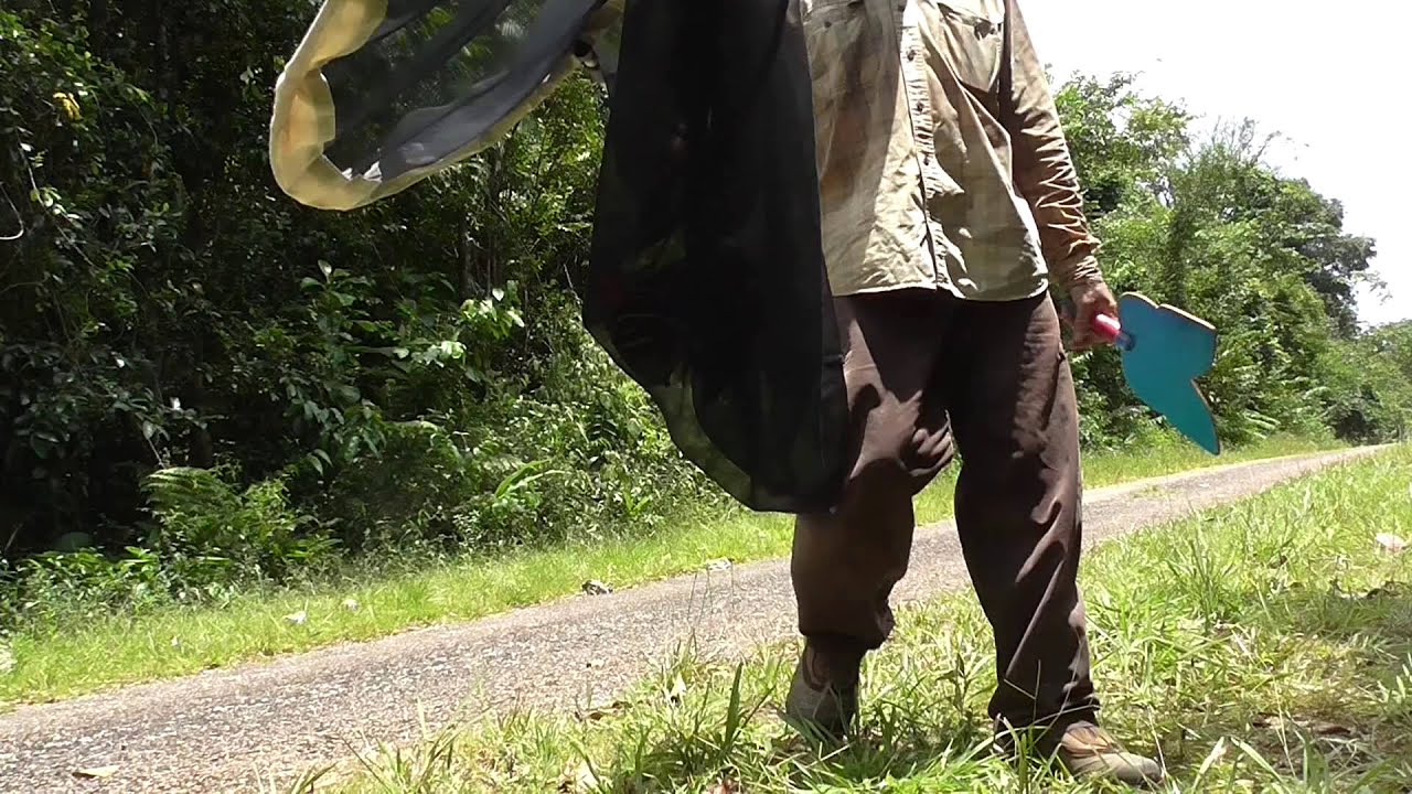 How to catch Morpho Butterflies 15