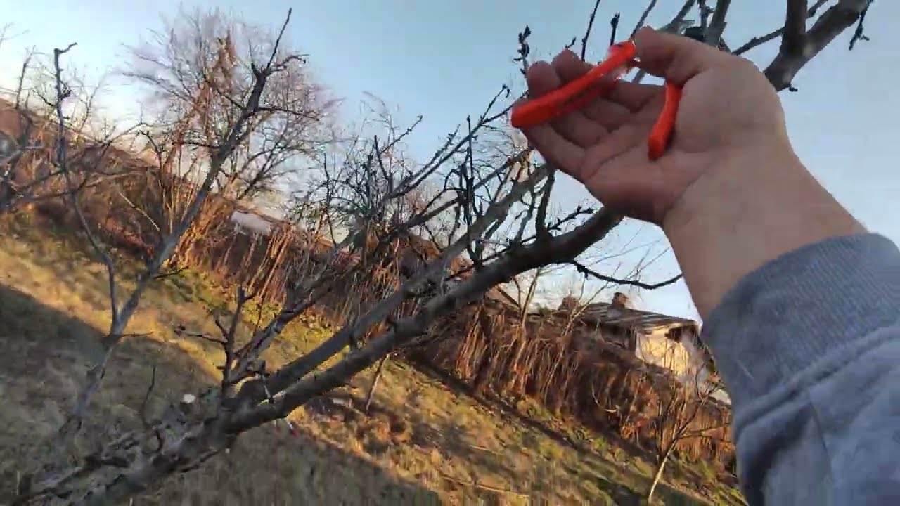 Corectare coroana pruni anul 7-8 de la plantare,și tăierea in cep👍